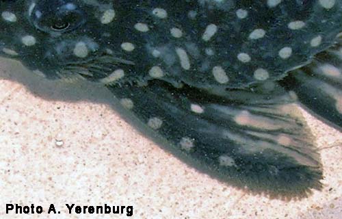 Hypancistrus inspector