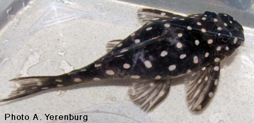 Hypancistrus inspector