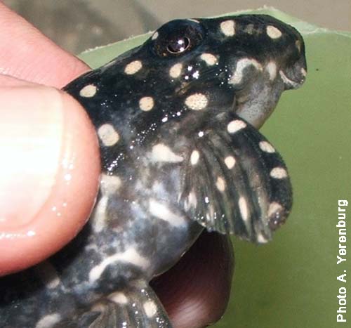 Hypancistrus inspector