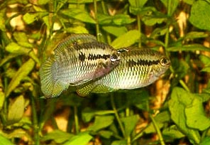 www.israquarium.co.il