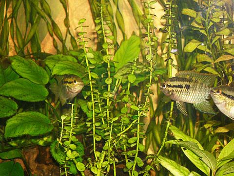 www.israquarium.co.il