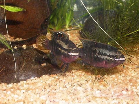 www.israquarium.co.il