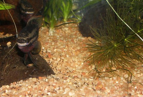 www.israquarium.co.il