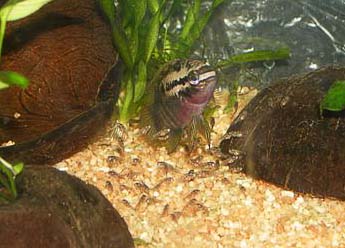 www.israquarium.co.il