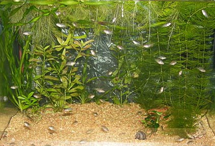 www.israquarium.co.il