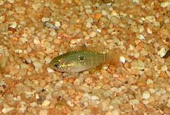 www.israquarium.co.il
