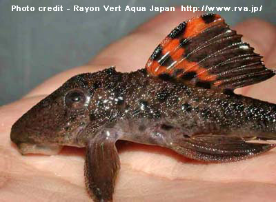 Leporacanthicus