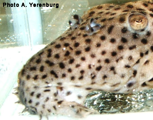 Leporacanthicus