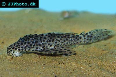 Leporacanthicus