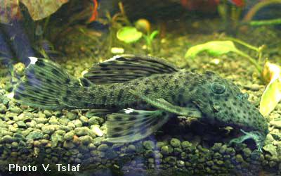 Leporacanthicus
