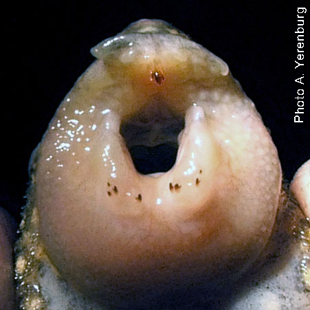 Leporacanthicus
