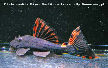 Leporacanthicus