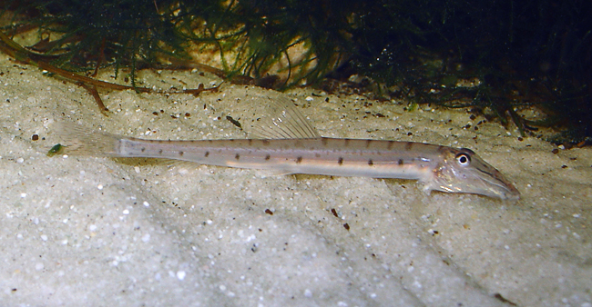 www.israquarium.co.il