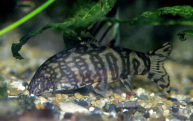 www.israquarium.co.il