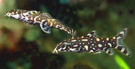 www.israquarium.co.il