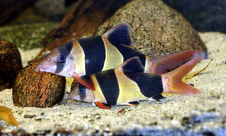 www.israquarium.co.il