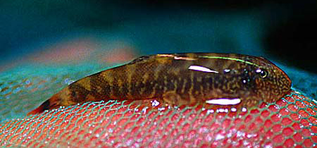 www.israquarium.co.il