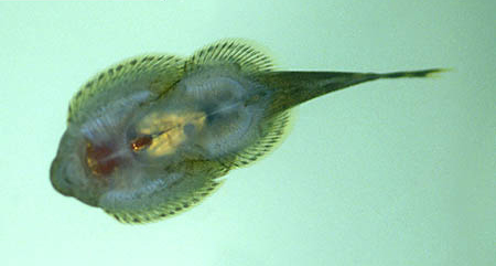 www.israquarium.co.il