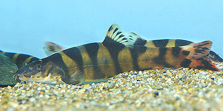 www.israquarium.co.il