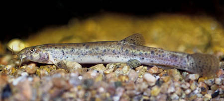 www.israquarium.co.il