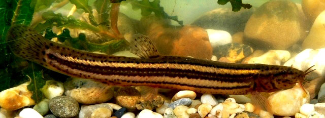 www.israquarium.co.il