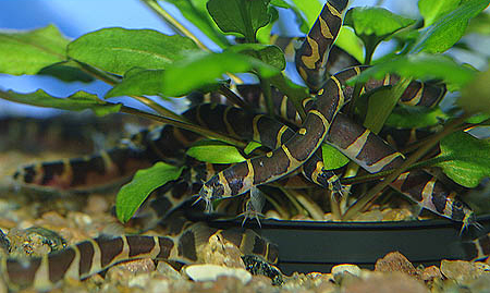 www.israquarium.co.il