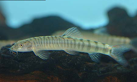 www.israquarium.co.il