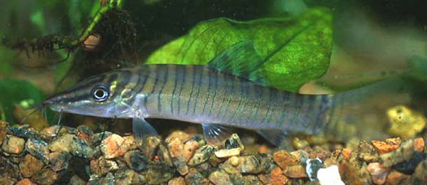 www.israquarium.co.il