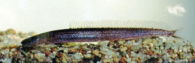 www.israquarium.co.il