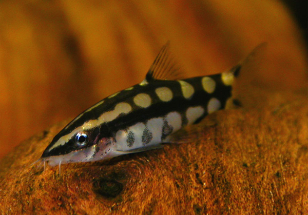 www.israquarium.co.il