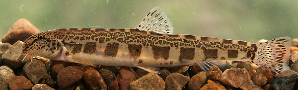 www.israquarium.co.il