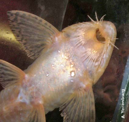 Loricaria sp. Colombia
