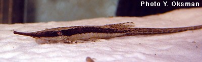 Israquarium