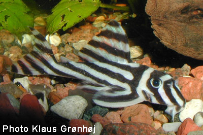 Israquarium
