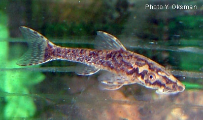 Israquarium