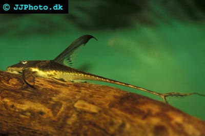 Israquarium