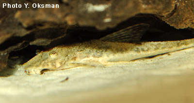 Israquarium