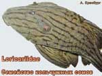 Loricariidae