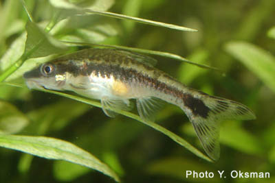 Israquarium