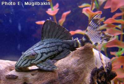 Israquarium