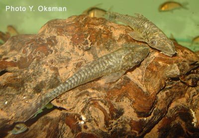 Israquarium