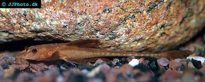 Israquarium