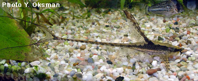 Israquarium