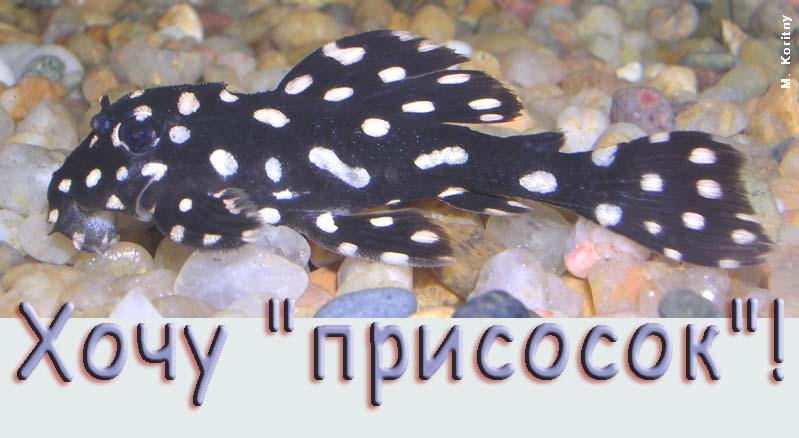 Lorycariidae