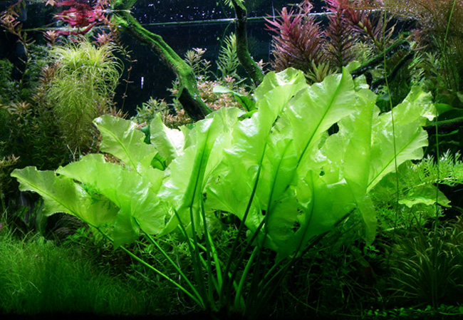 Nuphar japonica