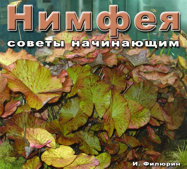 Nymphea