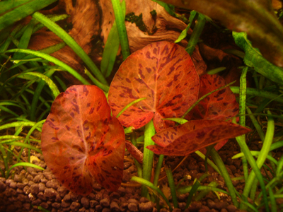 Nymphea