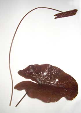 Nymphea