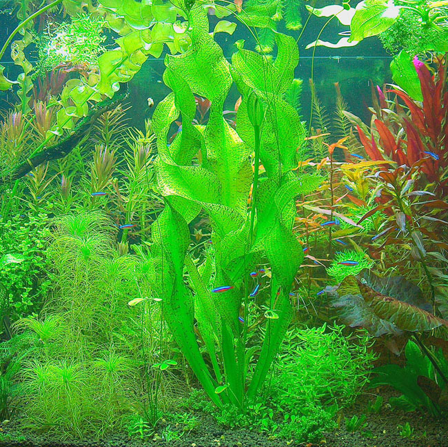Ottelia ulvifolia