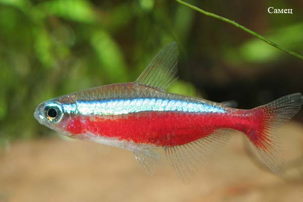 Paracheirodon axelrodi